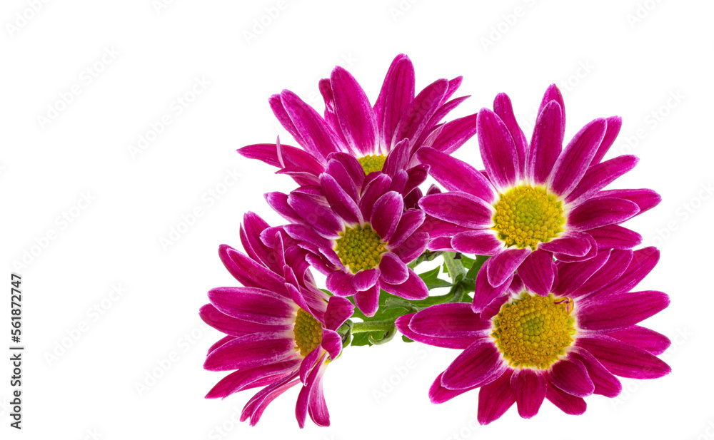 Obraz premium chrysanthemum isolated