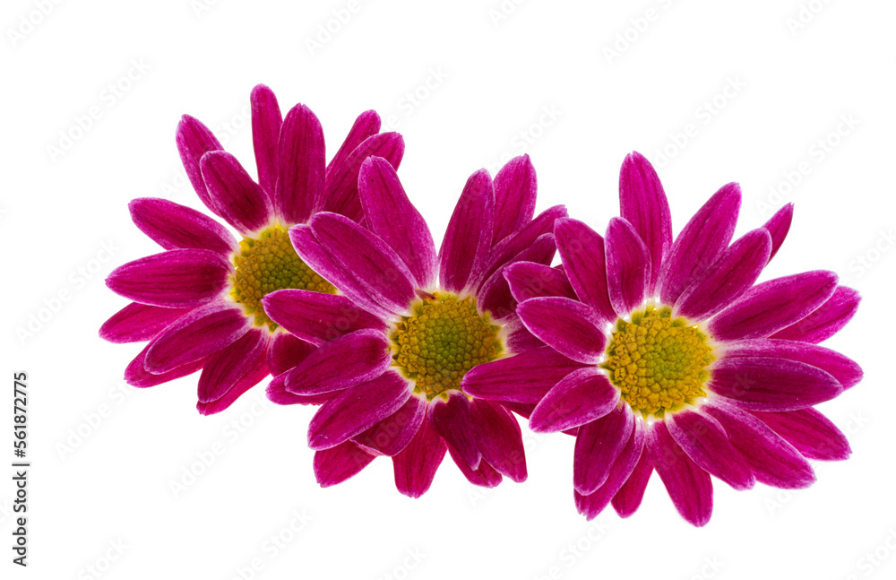 Fototapeta premium chrysanthemum isolated
