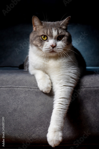 White tabby cat looking something with blue rimlight background.scottish fold cat sitting on black background. Tabby cat on sofa in house. White cat in studio.Shot vertical technique. © witsawat