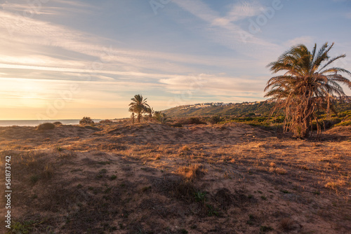 Desert landscape with palm trees and sea in the background at sunrise