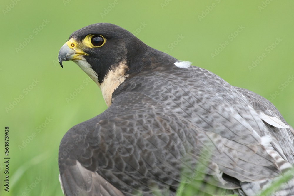 A Peregrine Falcon in a meadow protecting its kill
A Peregrine Falcon in a meadow protecting its kill