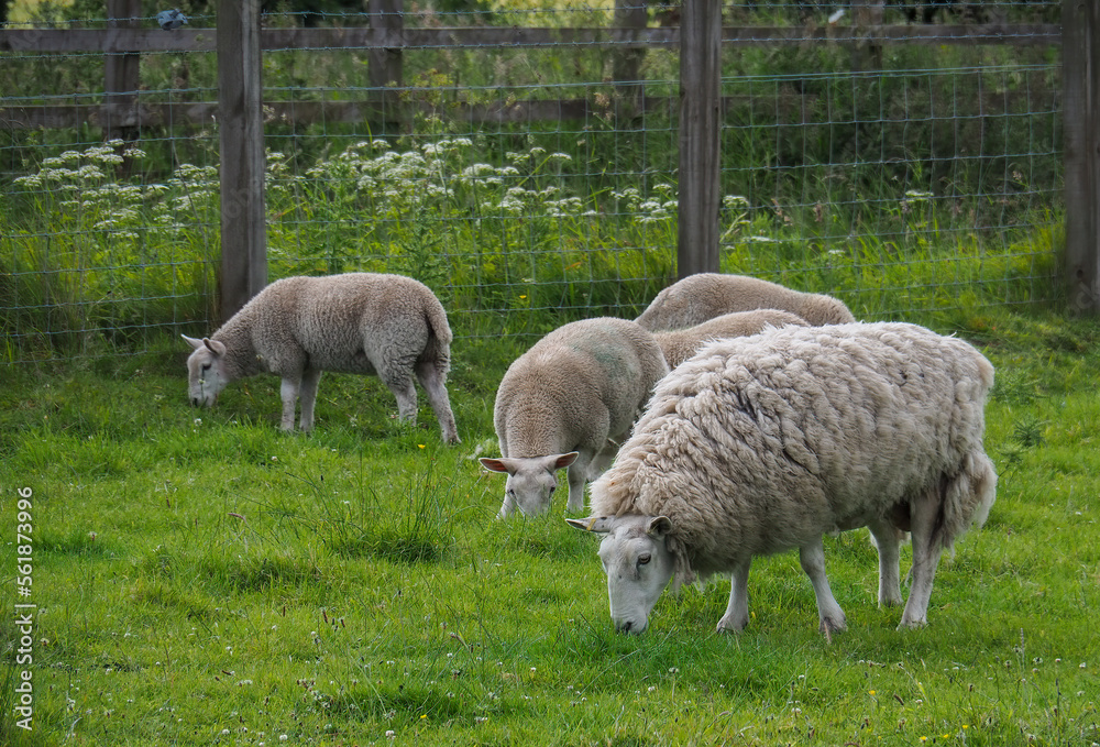 Sheep grazing in a lush Scotland field near a border fence. Sheep grazing in a lush Scotland field near a border fence.
