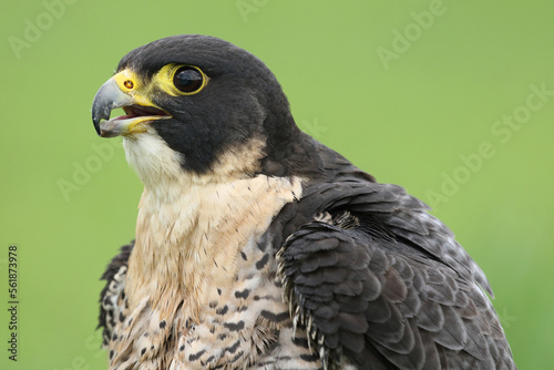 A Peregrine Falcon against a green background 