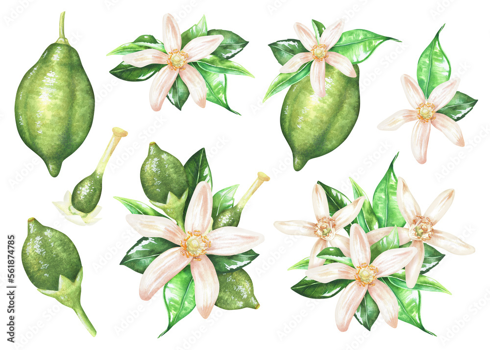 Set of composition with lime, white flowers and leaves. Growth stages of citrus. Watercolor illustration. Isolated on a white background. For design nature prints, kitchen accessories Set of composition with lime, white flowers and leaves. Growth stages of citrus. Watercolor illustration. Isolated on a white background. For design nature prints, kitchen accessories
