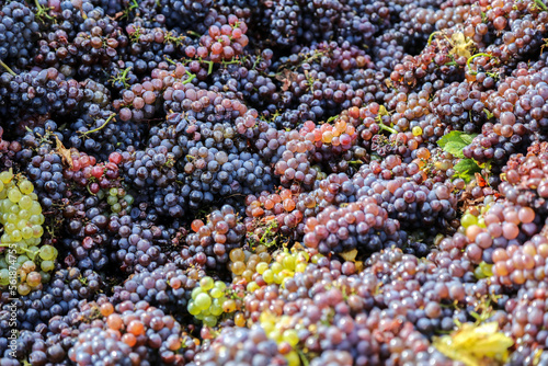 Harvested Pinot gris photo