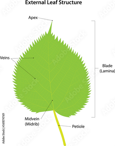 External leaf (of linden) structure