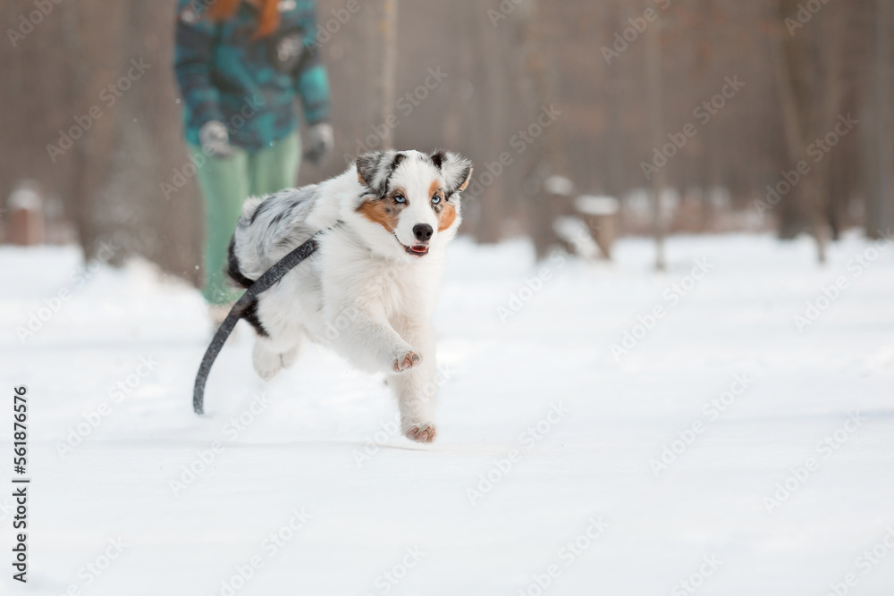 Australian Shepherd dog the snow. Dog on winter walk. Active pet. Running dog