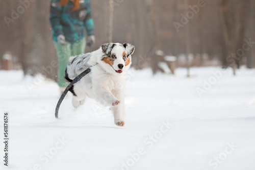 Fototapeta Naklejka Na Ścianę i Meble -  Australian Shepherd dog the snow. Dog on winter walk. Active pet. Running dog
