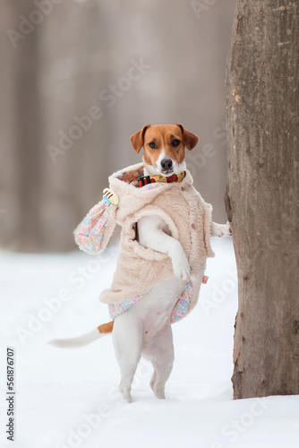 Tablou canvas Jack Russell Terrier dog standing on hind legs in the snow