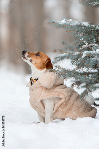 Jack Russell Terrier dog sitting in the snow. Dog on winter walk. Active pet. Dressed dog