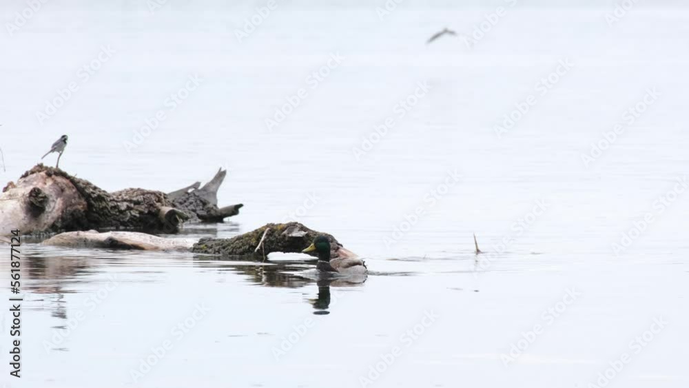 Duck Floating in river in habitat in the water. Animals and Wildlife Concept. Mallard Anas platyrhynchos is a most famous and common wild duck, bird from the family of ducks detachment of waterfowl
Duck Floating in river in habitat in the water. Animals and Wildlife Concept. Mallard Anas platyrhynchos is a most famous and common wild duck, bird from the family of ducks detachment of waterfowl