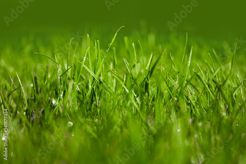 Close up of fresh thick green grass with water drops in the early morning.