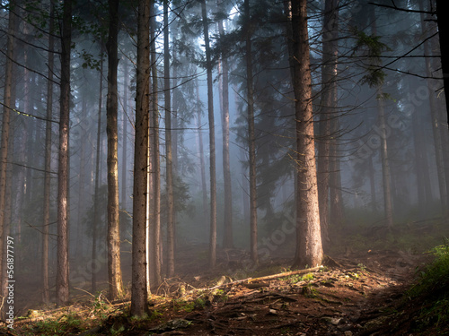 Las, Tatry, Poranek, Światło, szlak