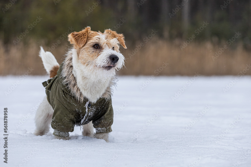 Jack Russell Terrier in a green jacket. Snowing. Dog in the forest in winter. Background for the inscription