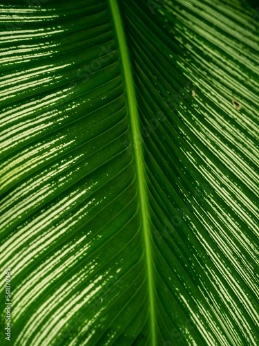 Palm leaf structure background  green theme