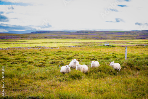 Icelandic Sheep Grazing in green pastures grass near road and highway of Ringroad Circuit Iceland © Jasper Neupane