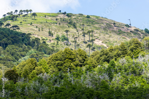 araucaria, sur de chile, naturaleza, flor, bosque, paisaje, árbol, primavera, árbol, verano, césped, flor, campa, dehesa, cielo, huerta, fábrica, rosa, aparcar, beldad, al aire libre, montagna, mader