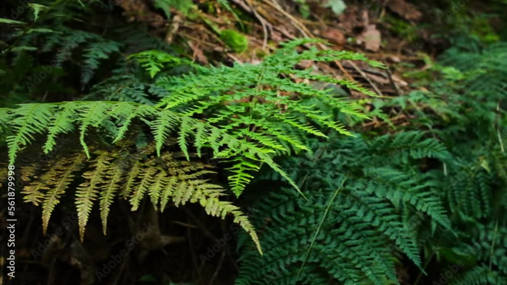 fern in the forest fern in the forest