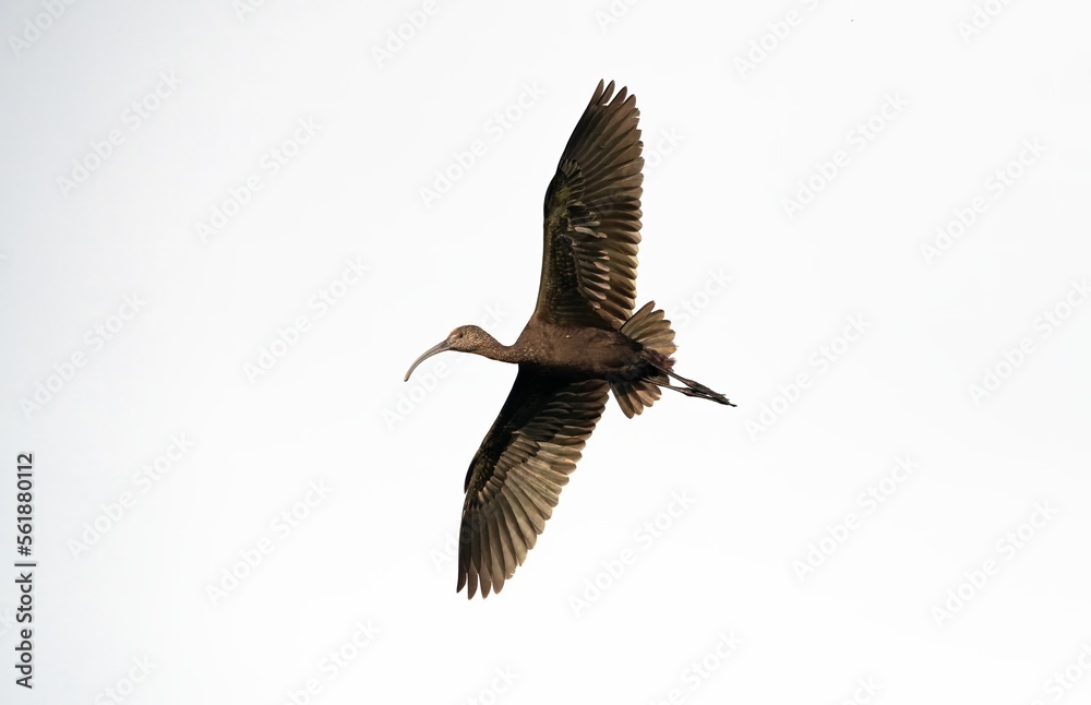 Obraz premium White faced ibis in flight showing iridescent wing colors against a clear sky
