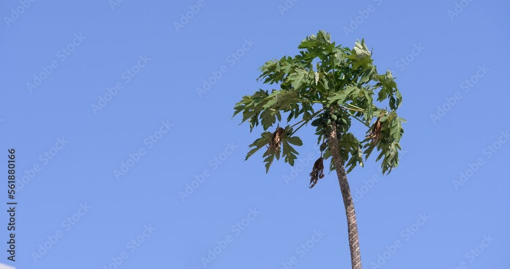 papaya tree blowing in the wind and sky background, papaya and sky papaya tree blowing in the wind and sky background, papaya and sky