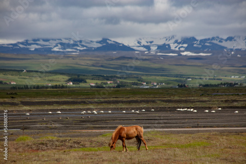 Icelandic horses in Iceland.