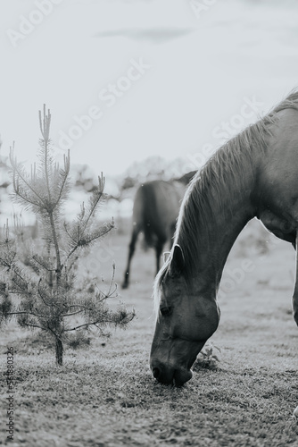 Konie © Pawe
