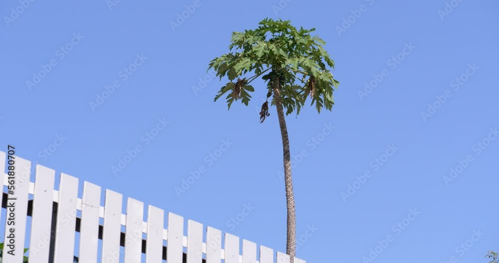papaya tree blowing in the wind and sky background,papaya and sky