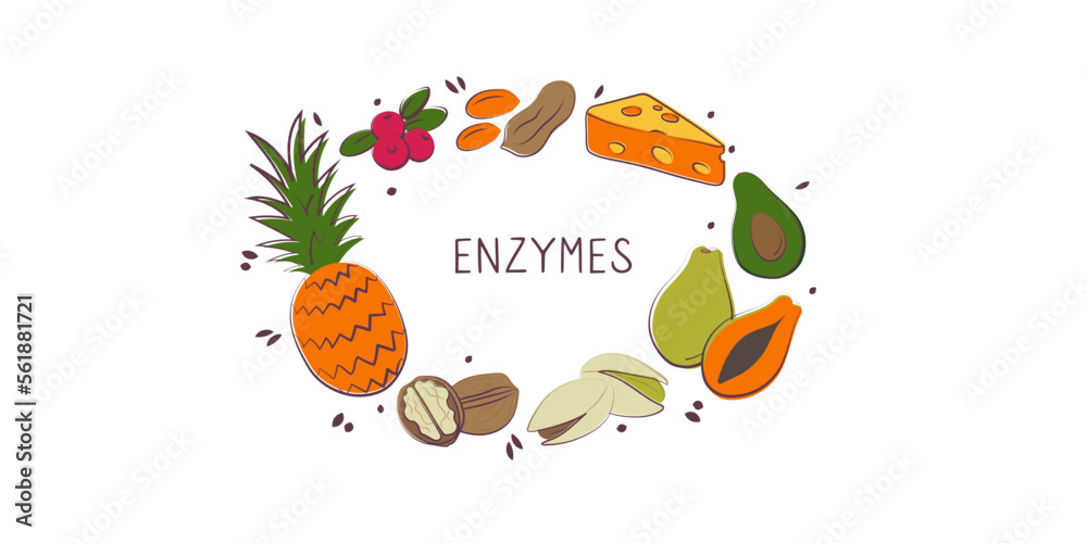 Enzymes-containing food. Groups of healthy products containing vitamins and minerals. Set of fruits, vegetables, meats, fish and dairy