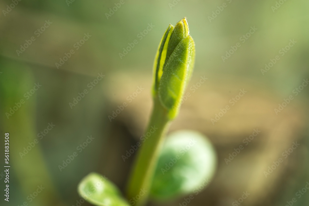 hojas verdes, hojas naturales, hojas salvajes, naturaleza, hojas, flor, fábrica, primavera, insecto, césped, huerta, brotar, verano, macro, hojas, close-up, árbol, sucursal, animal, verde, botánica, c hojas verdes, hojas naturales, hojas salvajes, naturaleza, hojas, flor, fábrica, primavera, insecto, césped, huerta, brotar, verano, macro, hojas, close-up, árbol, sucursal, animal, verde, botánica, c