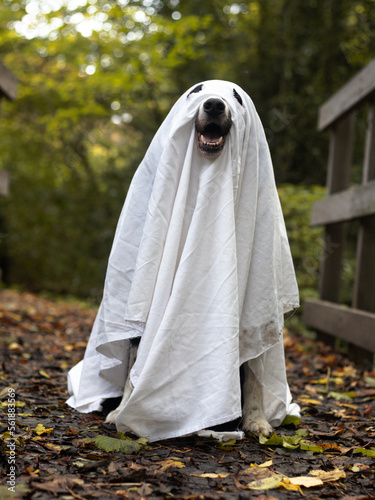Ghost doggo