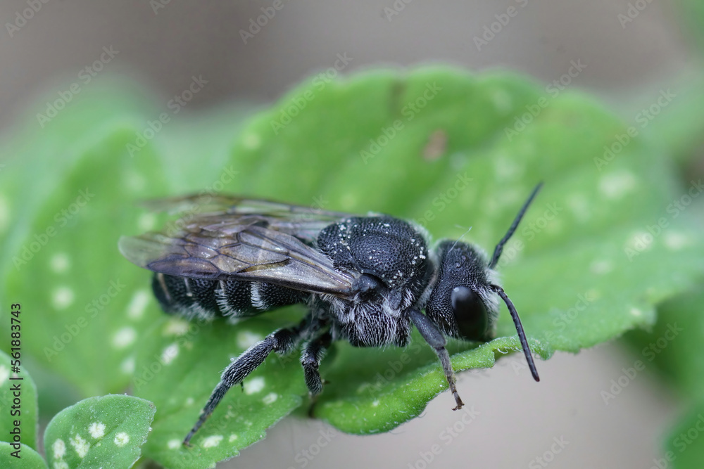 Closeup of a Mediterranean black cleptoparasite cuckoo dark bee, Stelis simillima, sitting on a green leaf Closeup of a Mediterranean black cleptoparasite cuckoo dark bee, Stelis simillima, sitting on a green leaf