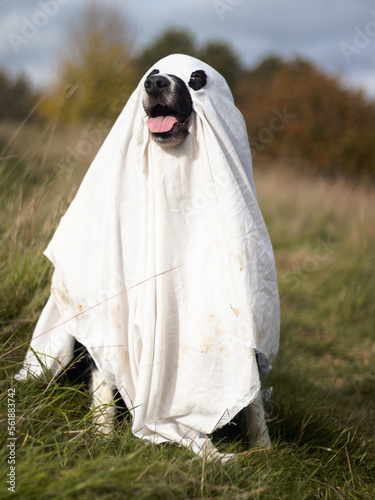 Ghost doggo