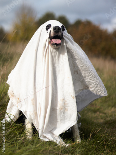 Ghost doggo