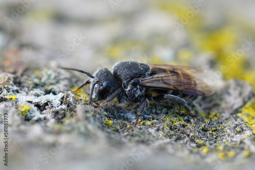 Closeup of a Mediterranean black cleptoparasite cuckoo dark bee, Stelis simillima,  sitting on wood photo