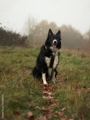 foggy walk