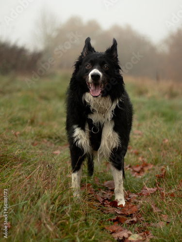 foggy walk