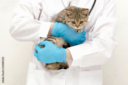 Fototapeta Naklejka Na Ścianę i Meble -  Beautiful small scottish straight kitten with veterinarian doctor. Veterinary clinic.
