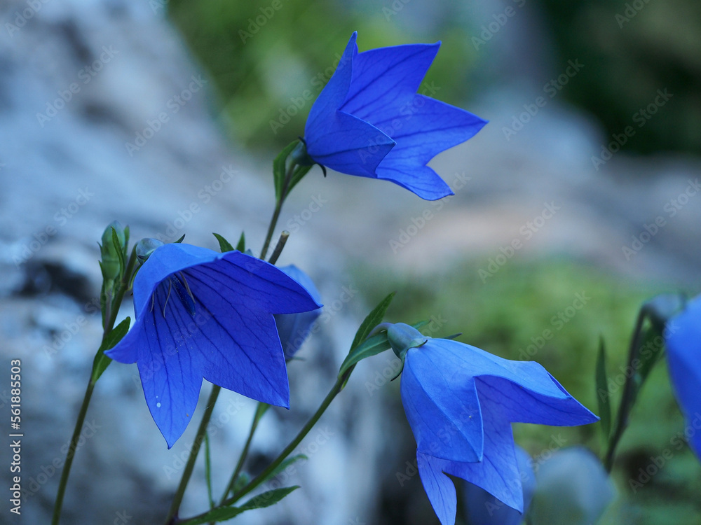 Bell, flowers of soft blue color, close-up, macro photo. Summer nature, close-up on a blurry green background.
