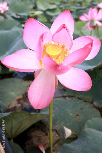 View of indian lotus flower in estuary of Sea of Azov