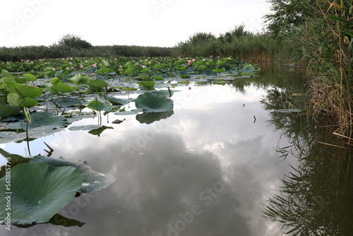 View of indian lotus plantation photo