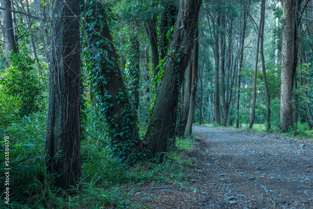 bosque, árbol, naturaleza, verde, árbol, madera, paisaje, madera, camino, verano, aparcar, primavera, hojas, follaje, ambiente, al aire libre, nativo, césped, cofres, camino, fábrica, hojas, bosque, l bosque, árbol, naturaleza, verde, árbol, madera, paisaje, madera, camino, verano, aparcar, primavera, hojas, follaje, ambiente, al aire libre, nativo, césped, cofres, camino, fábrica, hojas, bosque, l