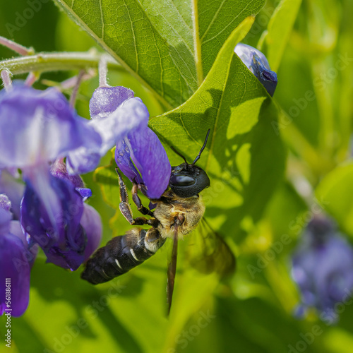 una grossa vespa arriva sui fiori del glicine photo