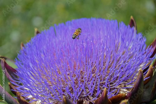 le api apprezzano molto questi grandi fiori photo