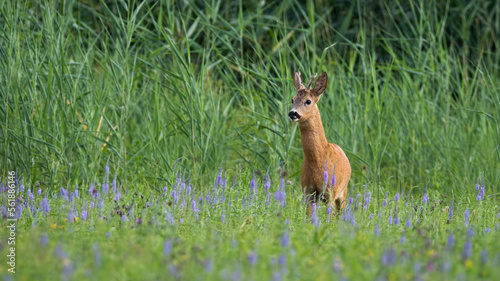 Roe deer, capreolus capreolus, standing on wildlfower meadow in summer nature. Roebuck observing on green field. Antlered mammal looking on grassland. photo
