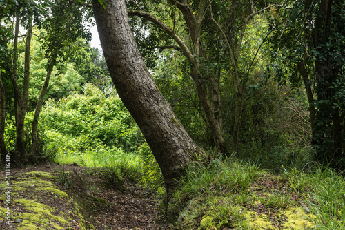 bosque, árbol, naturaleza, verde, árbol, madera, paisaje, madera, camino, verano, aparcar, primavera, hojas, follaje, ambiente, al aire libre, nativo, césped, cofres, camino, fábrica, hojas, bosque, l