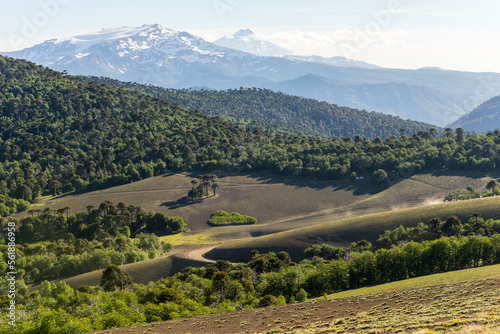 volcanes de chile, sur de chile, araucarias, paisaje, naturaleza, montagna, cielo, verde, panorama, impresiones, campa, montagna, valle, cerro, verano, campo, césped, árbol, bosque, campestre, campe