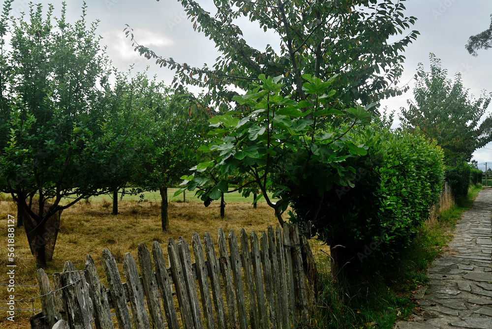 Fototapeta premium fence in the garden