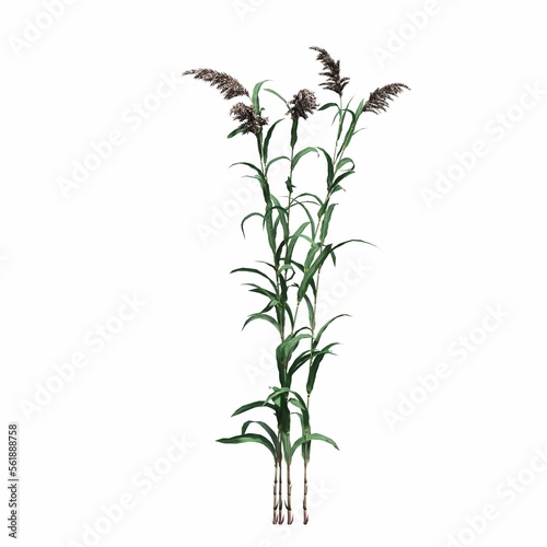 wild field grass, isolated on white background, 3D illustration, cg render