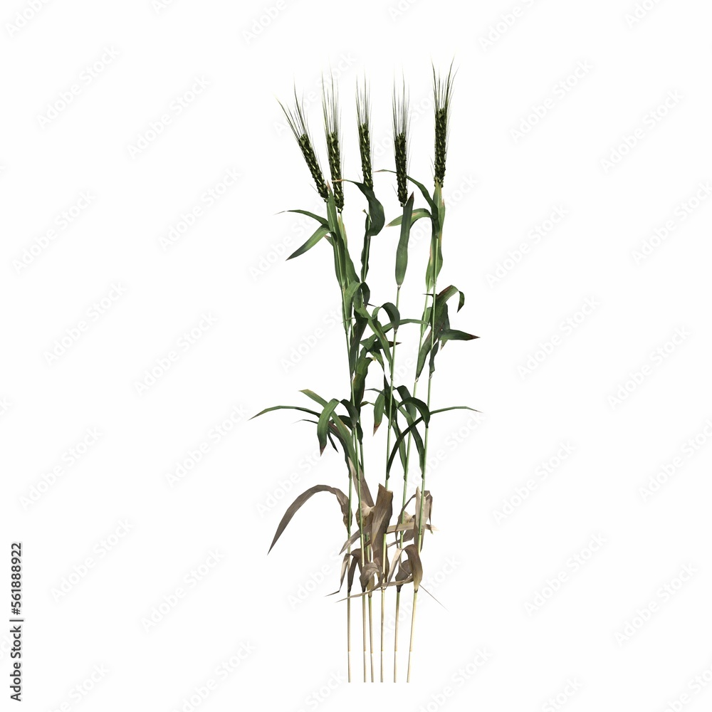 Obraz premium wild field grass, isolated on white background, 3D illustration, cg render