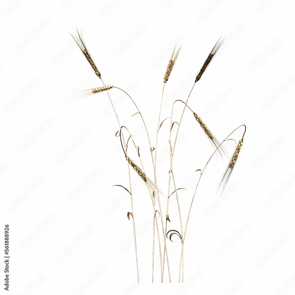 Fototapeta premium wild field grass, isolated on white background, 3D illustration, cg render